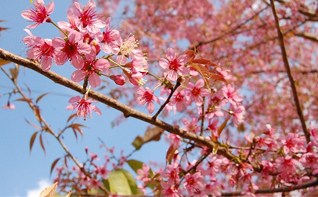 hoa đào rừng mù căng chải, khám phá, sắc hoa đào rừng mù căng chải nở rộ báo hiệu mùa xuân năm mới đã về