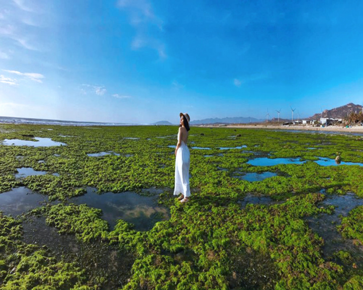 Về thăm cánh đồng rong biển tại Ninh Thuận