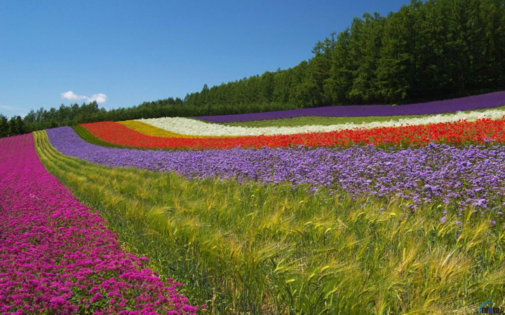 cánh đồng hoa trên thế giới, khám phá, những cánh đồng hoa trên thế giới tuyệt đẹp