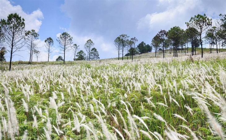 du lịch quảng ninh, cánh đồng lau bình liêu, cẩm nang du lịch quảng ninh, cẩm nang du lịch, khám phá, cánh đồng lau bình liêu – “sapa thu nhỏ“ ngay giữa lòng quảng ninh