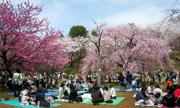 nhật bản, du lịch nước ngoài, du lịch nhật bản, du lịch châu á, cẩm nang du lịch, khám phá, lễ hội hanami – lễ hội hoa anh đào tuyệt đẹp ở nhật bản