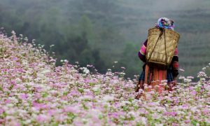 Đi tour Hà Giang, săn hoa tam giác mạch lúc nào là đẹp?