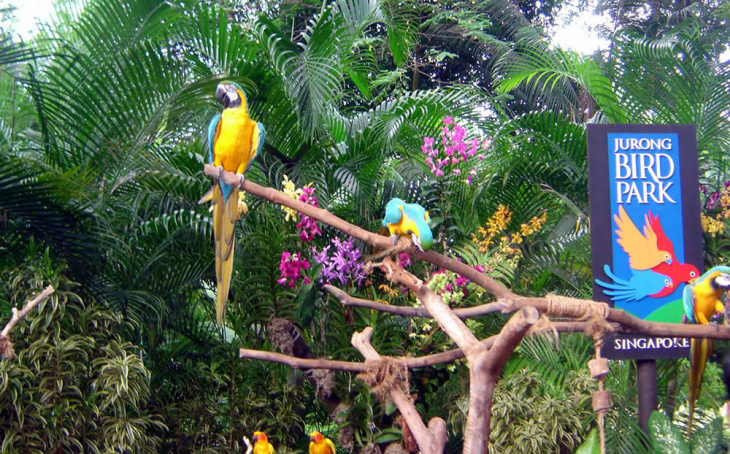 vườn chim jurong singapore, du lịch singapore, khám phá, kinh nghiệm khám phá vườn chim jurong khi du lịch singapore