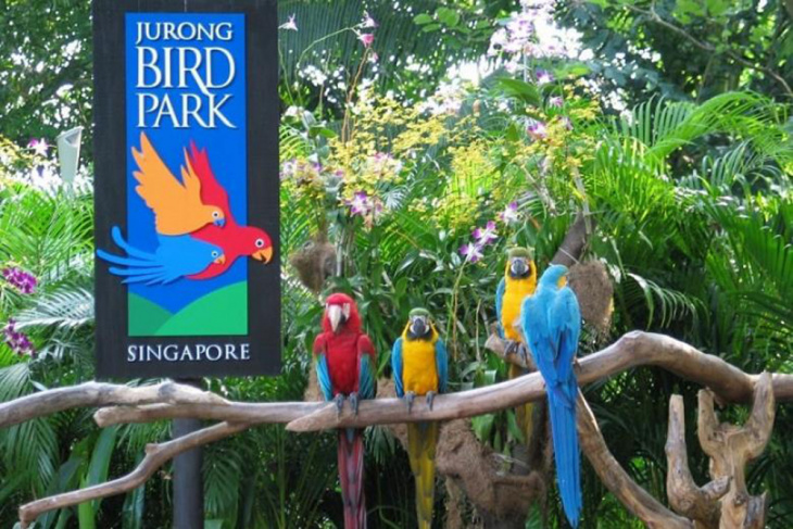 vườn chim jurong singapore, du lịch singapore, khám phá, kinh nghiệm khám phá vườn chim jurong khi du lịch singapore
