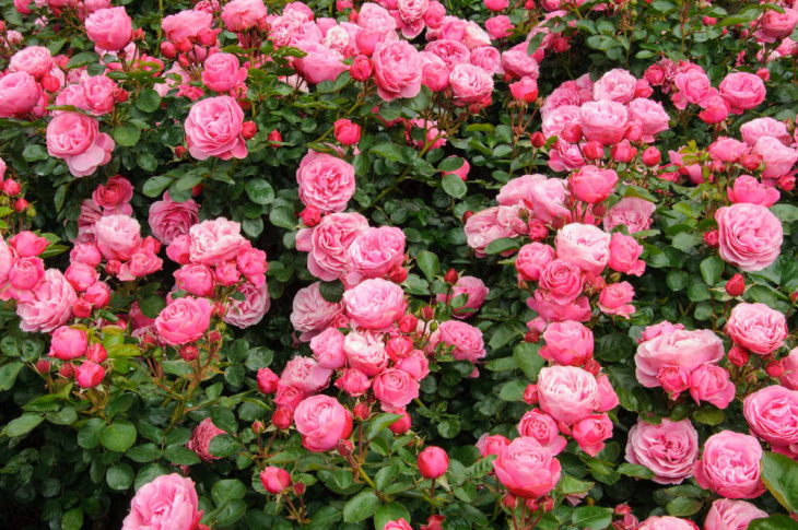 hoa hồng damask, khám phá, khám phá thị trấn hoa hồng damask ở miền trung iran