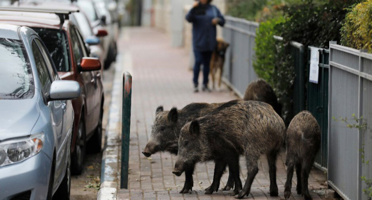 khám phá, thành phố duy nhất trên thế giới sinh sống cùng “lợn rừng”