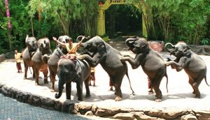 khám phá, safari world thái lan- vườn thú lướn nhất đất nước chùa vàng