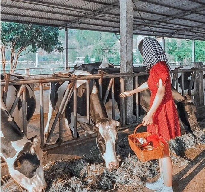 nông trại dairy farm, trang trại bò sữa, dairy farm, du lịch mộc châu, trải nghiệm một ngày làm nông dân tại trang trại bò sữa mộc châu