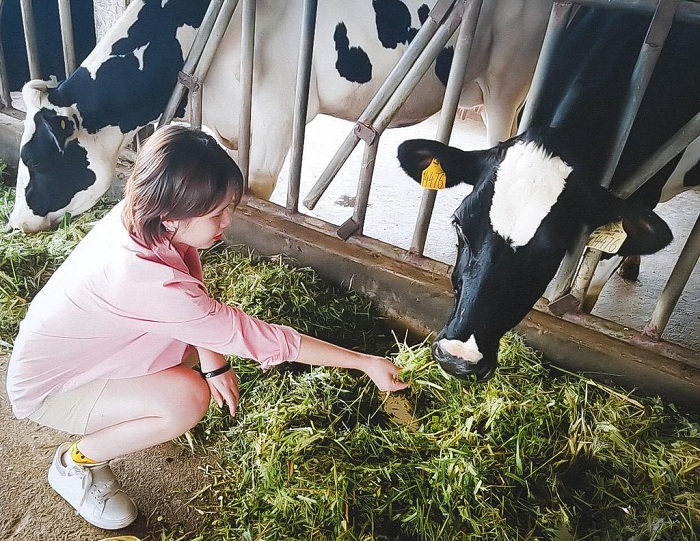 nông trại dairy farm, trang trại bò sữa, dairy farm, du lịch mộc châu, trải nghiệm một ngày làm nông dân tại trang trại bò sữa mộc châu