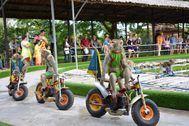 khám phá, đảo khỉ nha trang – khu du lịch dự kiến thu hút nhất 2020