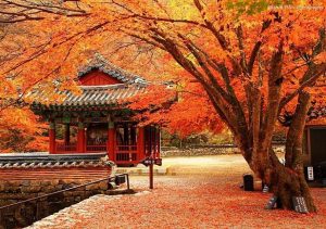 Du lịch Hàn Quốc tháng 10 mới nhất