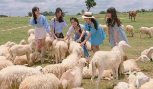 Đồng cừu Suối Nghệ – điểm chụp ảnh siêu hot ở Vũng Tàu