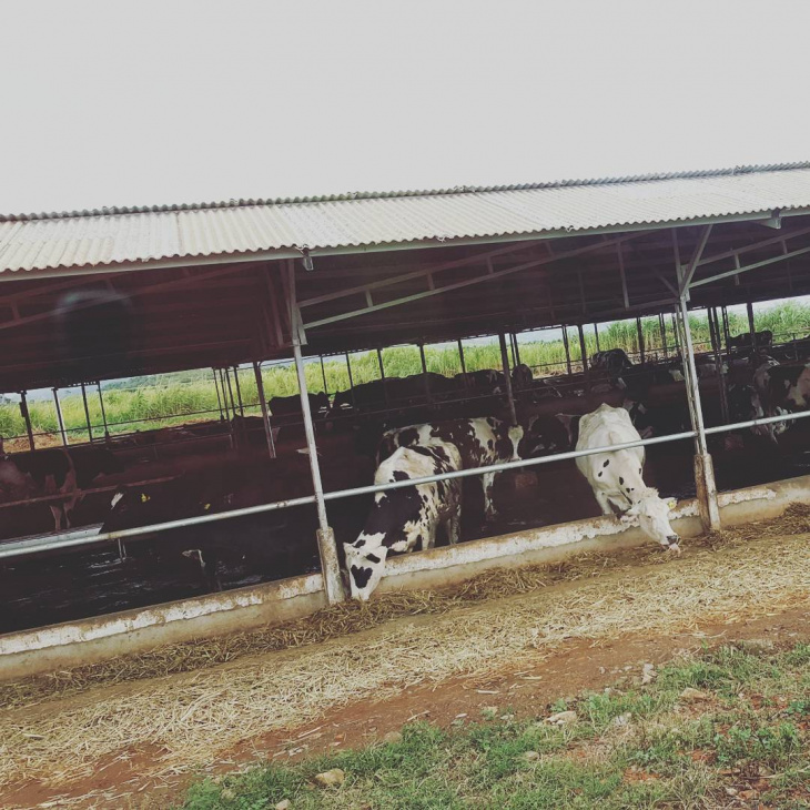 du lịch đà lạt, cẩm nang du lịch đà lạt, cẩm nang du lịch, khám phá, dalat milk farm – nông trại bò sữa ở lâm đồng có cảnh đẹp như trời âu