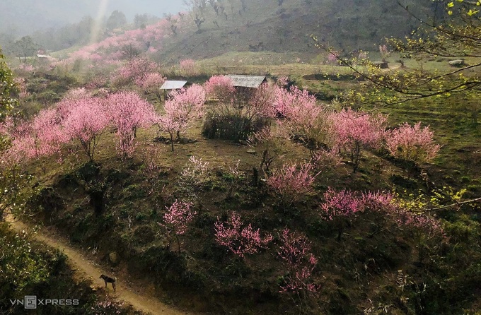 Khung cảnh hoa đào nở rộ ngay chân núi Lảo Thẩn