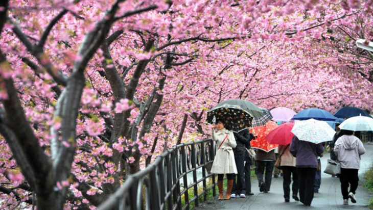 văn hóa nhật bản, nhật bản, du lịch nước ngoài, du lịch nhật bản, du lịch châu á, cẩm nang du lịch, khám phá, khám phá lễ hội hoa anh đào hanami tuyệt đẹp tại nhật bản