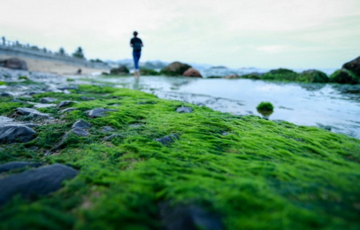 khám phá, bãi đá rêu nha trang: mãn nhãn với con đường trải rêu xanh tuyệt đẹp