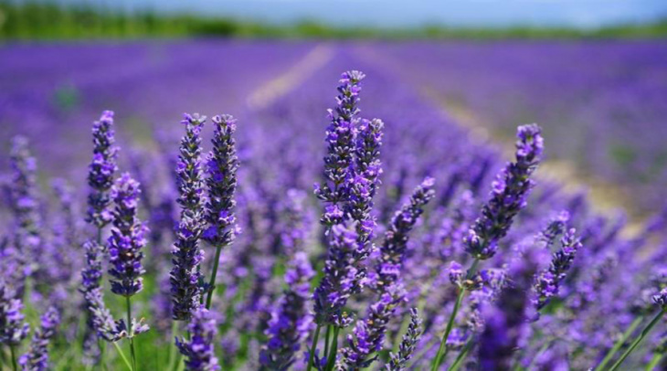 Tất tần tật về 3 vườn hoa Lavender Đà Lạt đẹp ngất ngây mà du khách không thể bỏ qua