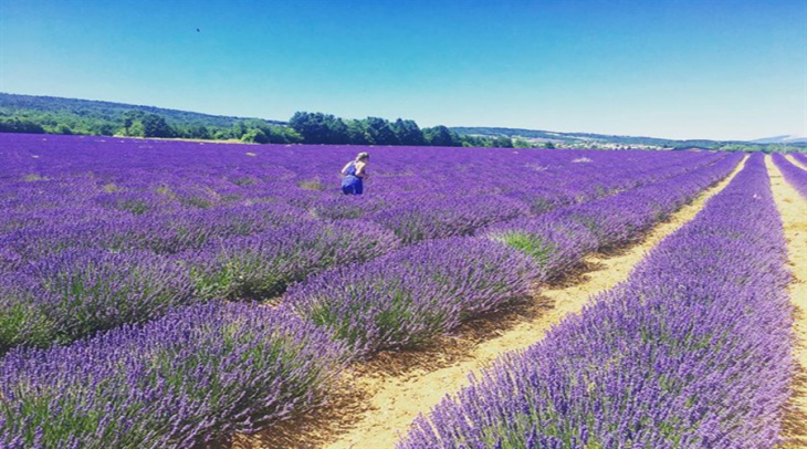 khám phá, tất tần tật về 3 vườn hoa lavender đà lạt đẹp ngất ngây mà du khách không thể bỏ qua