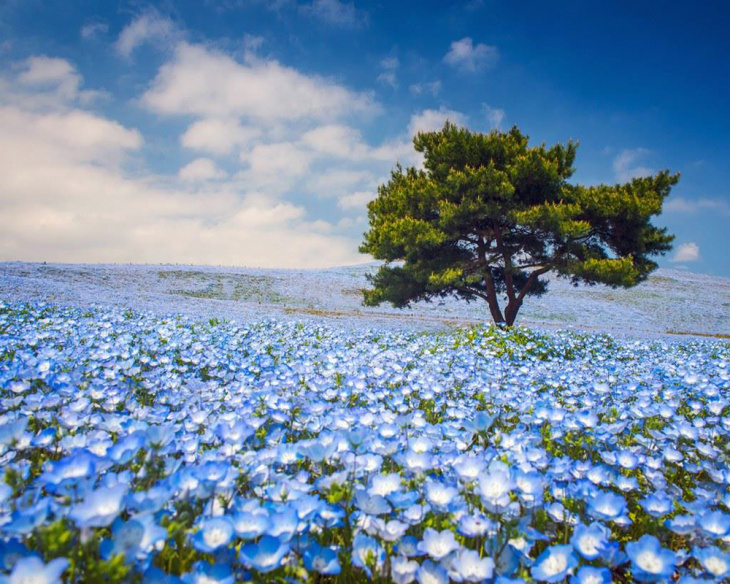 Tổng hợp những cánh đồng hoa đẹp nhất Thế Giới