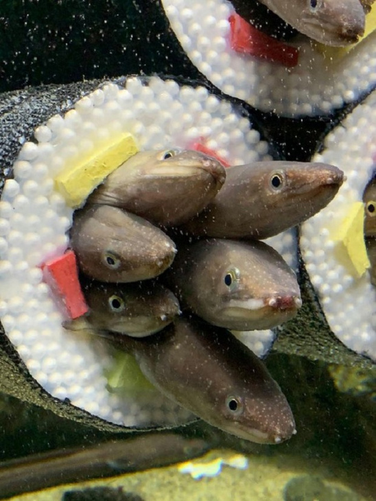 Thủy cung đặc biệt khi ở trong bể nước là những cuộn “Sushi cá sống”