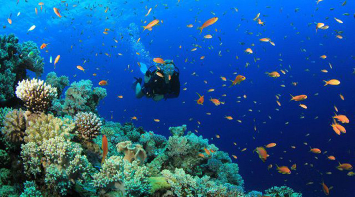 khám phá, lặn ngắm san hô phú quốc: một trải nghiệm khó quên không nên bỏ qua