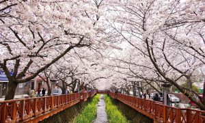 Du lịch Hàn Quốc tháng 4 có gì hấp dẫn