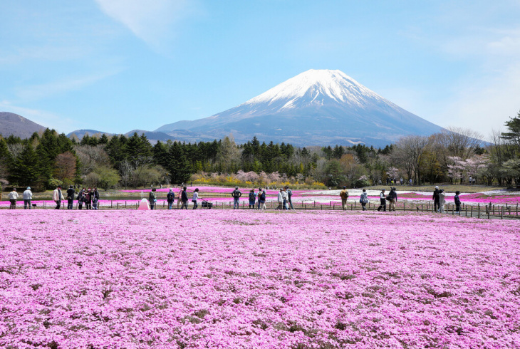 Ngắm nhìn thảm hoa nở rộ hồng rực dưới chân núi Phú Sĩ