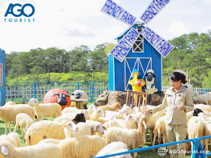Review Nông Trại Cừu Frenzy Farm – Giá vé tham quan 2022