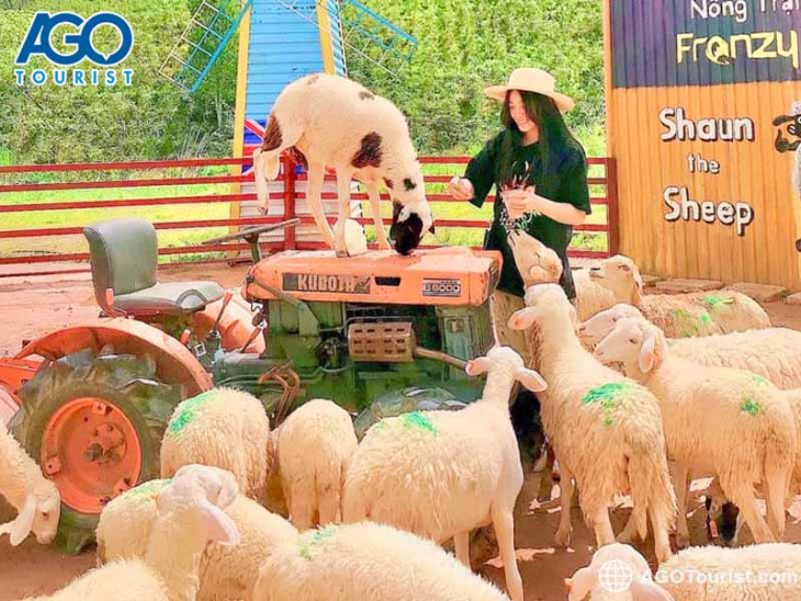 địa điểm,   												review nông trại cừu frenzy farm – giá vé tham quan 2022