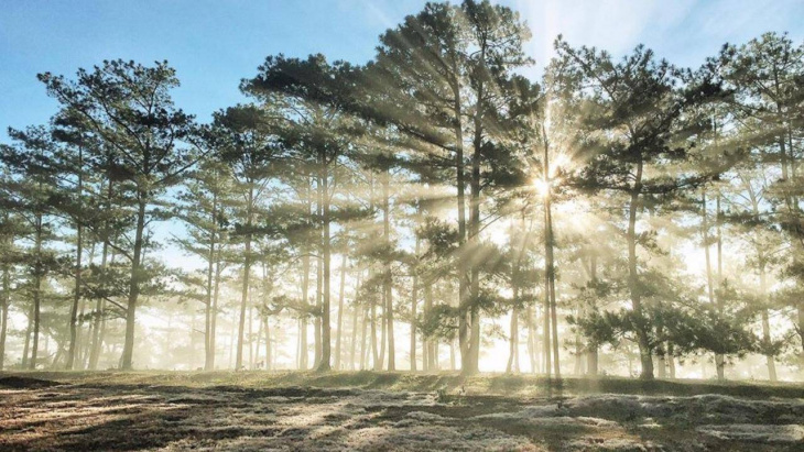 khám phá, top 8 rừng thông đà lạt hoang sơ đẹp mê mẩn cho các tín đồ sống ảo