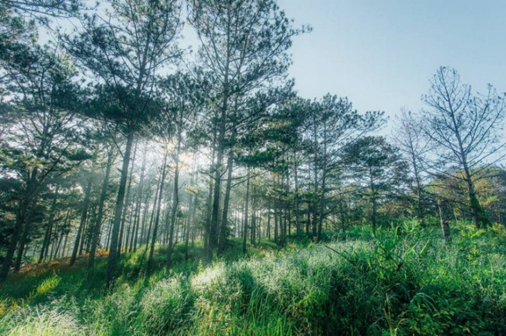 khám phá, top 8 rừng thông đà lạt hoang sơ đẹp mê mẩn cho các tín đồ sống ảo