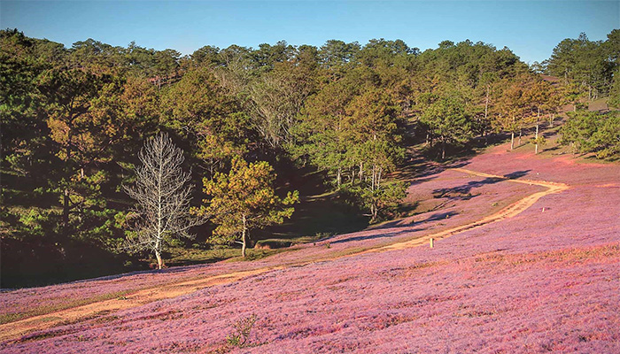 khám phá, review đồi cỏ hồng đà lạt: đường đi và kinh nghiệm đi đồi cỏ hồng