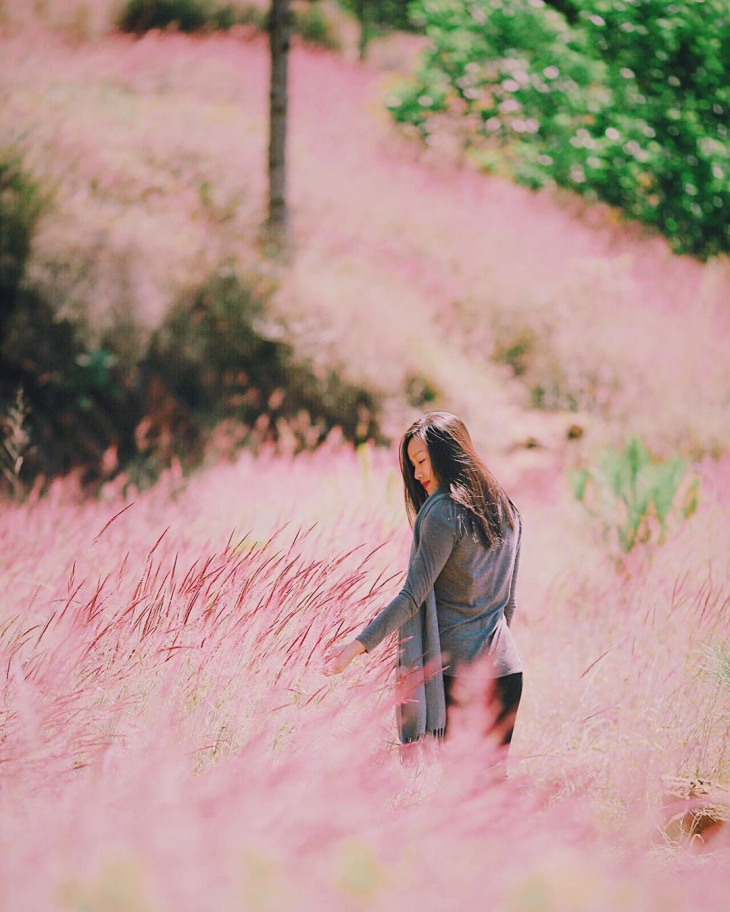 khám phá, review đồi cỏ hồng đà lạt: đường đi và kinh nghiệm đi đồi cỏ hồng