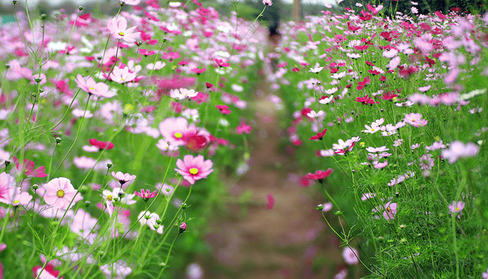 khám phá, top #10 vườn hoa đà lạt check in siêu xinh, sống ảo cực chất