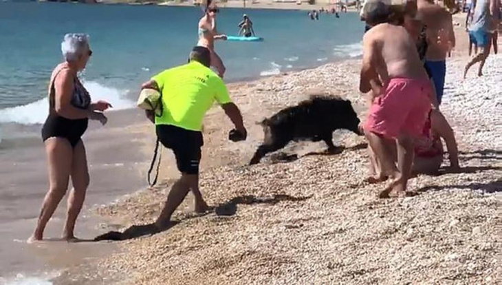 Tây Ban Nha: Lợn rừng 'đại náo' bãi biển và chọc tức du khách khỏa thân