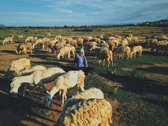 cánh đồng cừu, du lịch ninh thuận, khám phá vẻ đẹp ninh thuận, đàn cừu, có một cánh đồng cừu ở ninh thuận