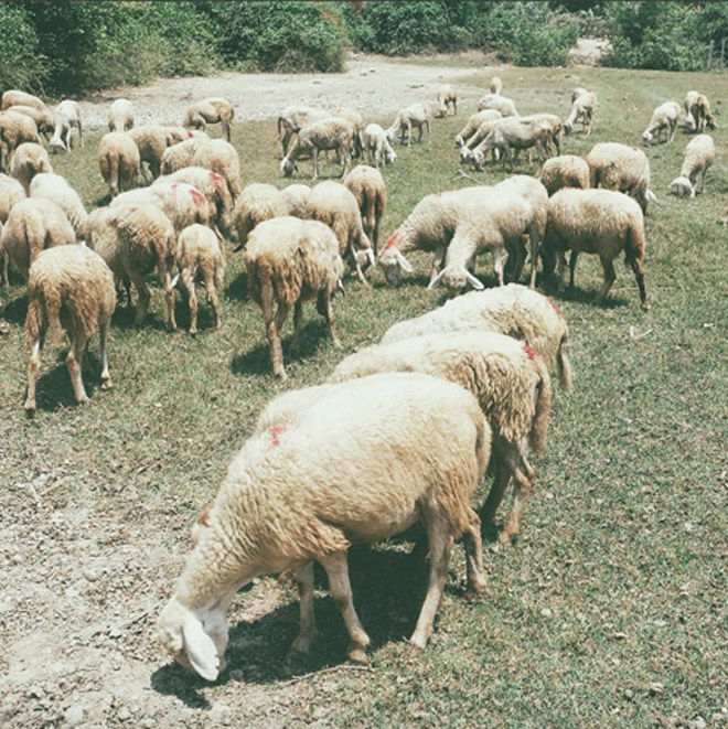 cánh đồng cừu, du lịch ninh thuận, khám phá vẻ đẹp ninh thuận, đàn cừu, có một cánh đồng cừu ở ninh thuận