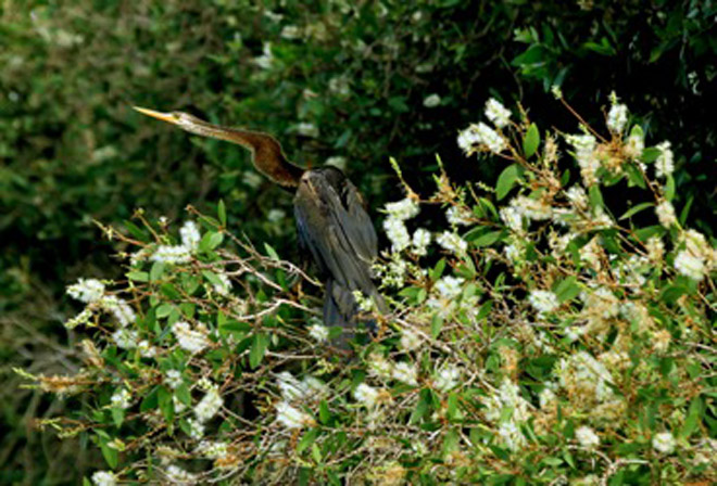 vườn quốc gia tràm chim, đến vườn quốc gia tràm chim mùa nước nổi