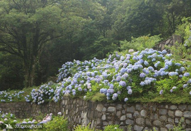 “Đứng ngồi không yên” trước vườn hoa cẩm tú cầu đẹp mê ly ở Cao Bằng