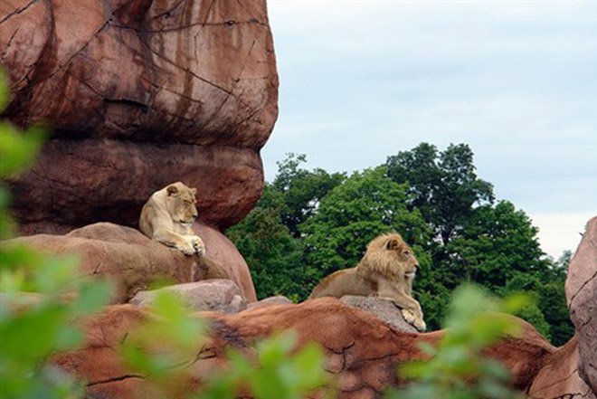 du lịch khám phá, điểm du lịch, sở thú, 10 vườn thú đẹp và lớn nhất thế giới