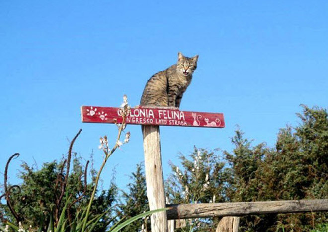 hòn đảo mèo, du lịch khám phá, hòn đảo sardinia, vương quốc mèo, du lịch đảo mèo, khám phá hòn đảo mèo đông gấp 10 lần người