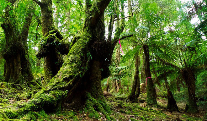 rừng cổ xưa, trải nghiệm, rừng tarkine, rừng aracuaria, rừng yakushima, rừng thông cổ bristlecone, rừng daintree, rừng amazon, rừng waipoua, amazon, những khu rừng cổ xưa nhất trái đất