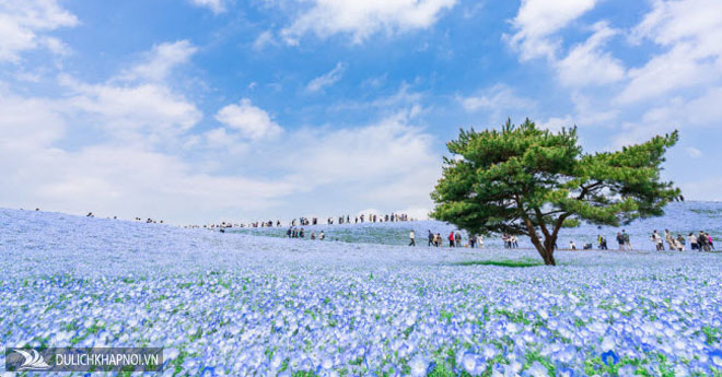 Say đắm trước hàng triệu bông hoa mắt xanh bung nở ở Nhật