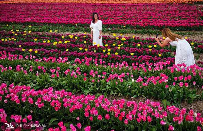 cánh đồng hoa tulip, thị trấn grevenbroich, hoa tulip, mãn nhãn với cánh đồng hoa tulip rực rỡ sắc màu