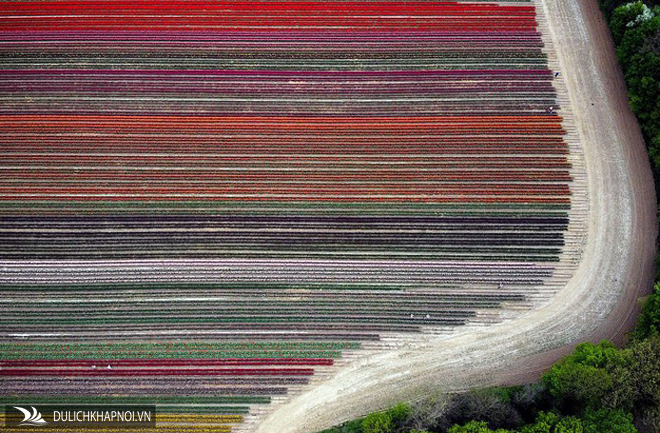 cánh đồng hoa tulip, thị trấn grevenbroich, hoa tulip, mãn nhãn với cánh đồng hoa tulip rực rỡ sắc màu