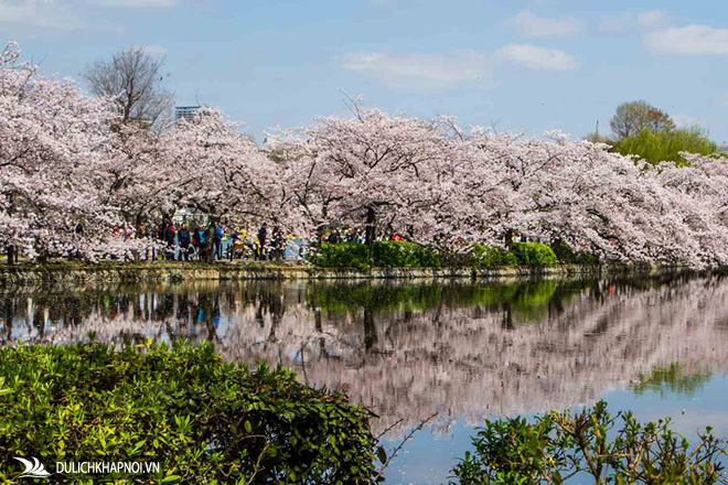 điểm ngắm hoa anh đào đẹp, du lịch nhật bản, công viên shinjuku gyoen, công viên ueno, công viên sumida, sông meguro, công viên inokashira, những nơi ngắm hoa anh đào đẹp nhất tokyo