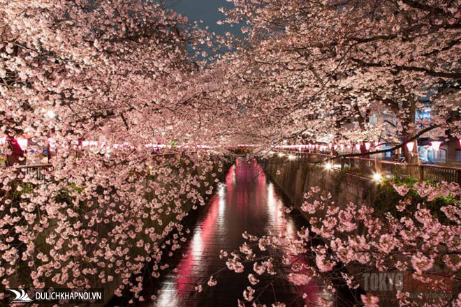 điểm ngắm hoa anh đào đẹp, du lịch nhật bản, công viên shinjuku gyoen, công viên ueno, công viên sumida, sông meguro, công viên inokashira, những nơi ngắm hoa anh đào đẹp nhất tokyo
