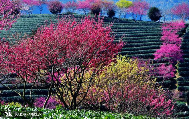 hoa đào nở, đồi trà, du lịch trung quốc, hoa đào bừng nở hồng rực giữa đồi trà đẹp như tranh