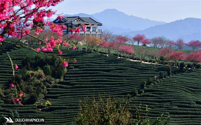 hoa đào nở, đồi trà, du lịch trung quốc, hoa đào bừng nở hồng rực giữa đồi trà đẹp như tranh