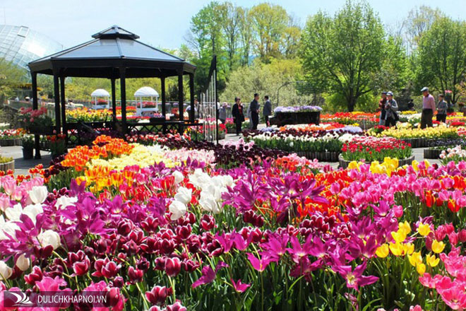 vườn hoa hanakairo, hoa tulip, hoa anh đào, hoa cúc rudbeckia, hoa xác pháo, đến nơi bốn mùa đều ngát hương hoa